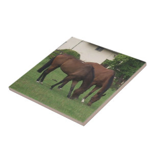 Horse Photography Kakelplatta