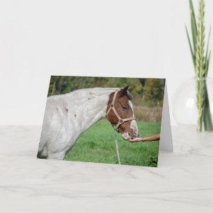 Horse-pitality Tack Kort