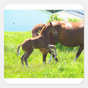 Horse Pony Baby Foal Cute Fyrkantigt Klistermärke