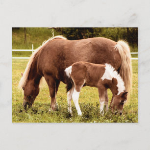 Horse & Pony Vykort