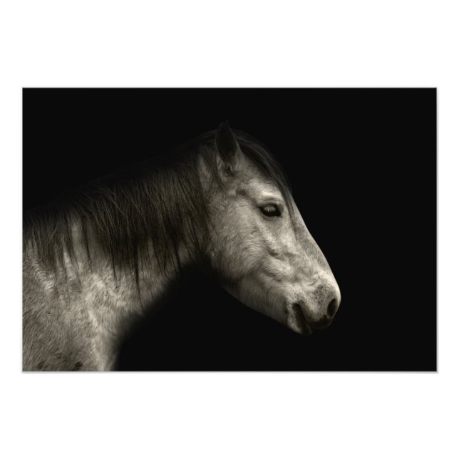 Horse porträtt fototryck (Framsidan)