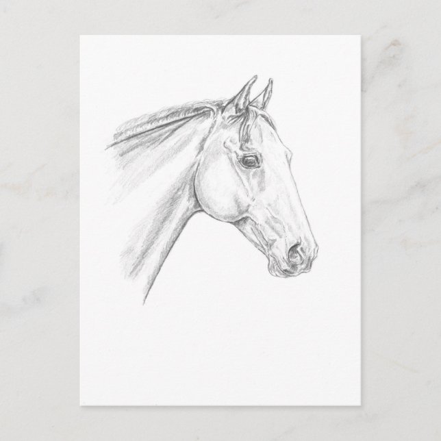 Horse Porträtt i Pencil Vykort (Framsida)
