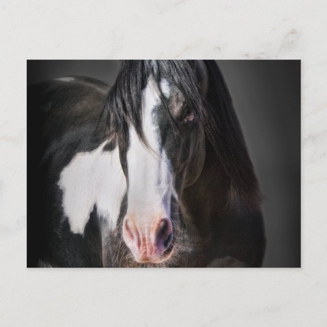 Horse Porträtt II Vykort (Framsida)