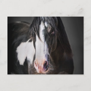 Horse Porträtt II Vykort