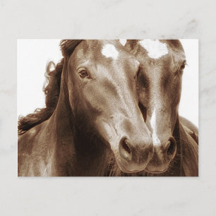 Horse Porträtt III Vykort