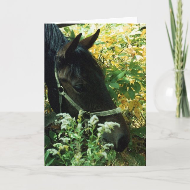 Horse Porträtt Kort (Framsida)