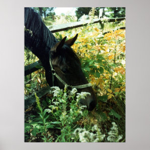 Horse Porträtt l Poster