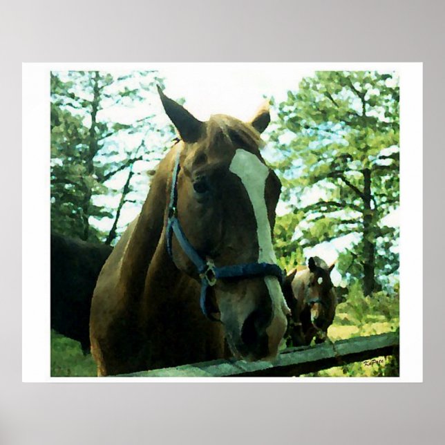 Horse Porträtt ll Poster (Framsidan)