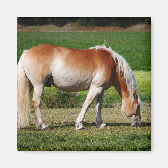 Horse porträtt magnet (Framsidan)