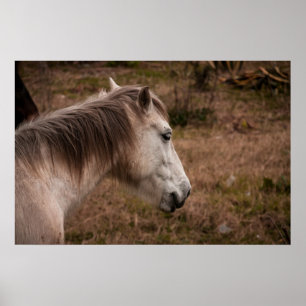 Horse porträtt poster