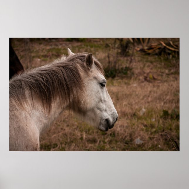 Horse porträtt poster (Framsidan)