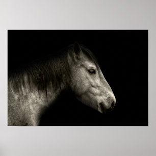 Horse porträtt poster