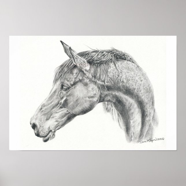 Horse porträtt poster i grafitpennan teckning (Framsidan)