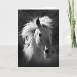Horse Porträtt V Kort