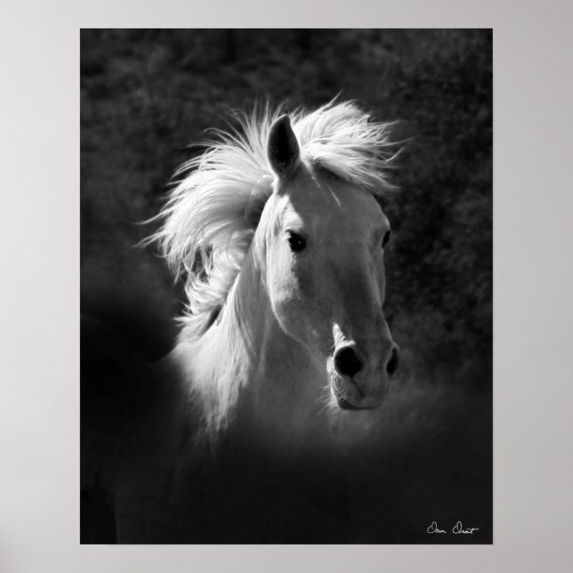 Horse Porträtt V Poster (Framsidan)