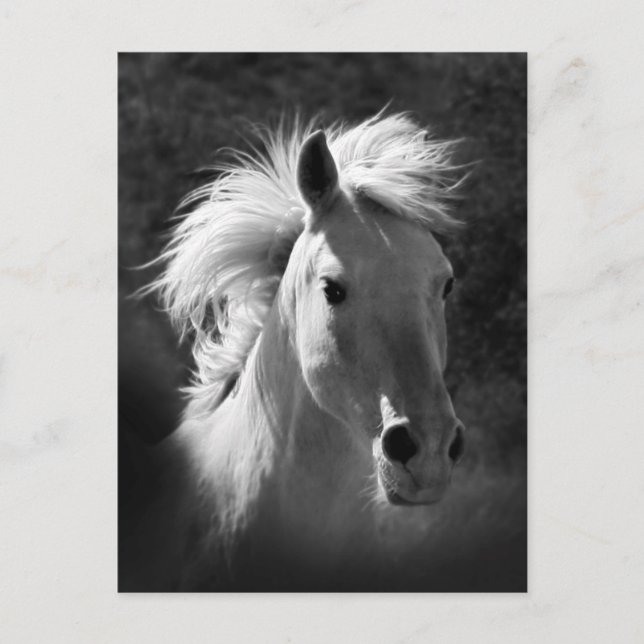 Horse Porträtt V Vykort (Framsida)