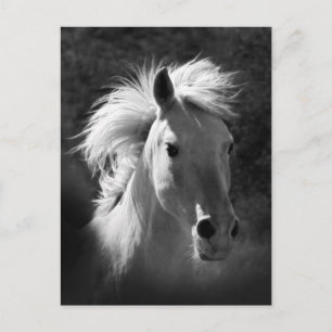 Horse Porträtt V Vykort