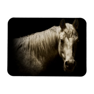 Horse Porträtt VI Magnet