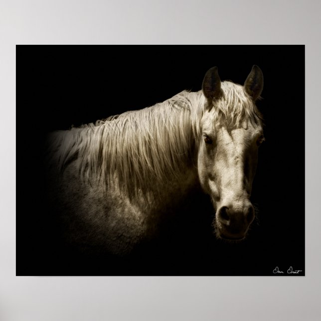 Horse Porträtt VI Poster (Framsidan)