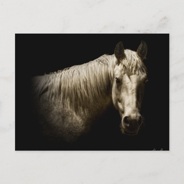 Horse Porträtt VI Vykort (Framsida)