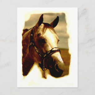 Horse Porträtt Vykort