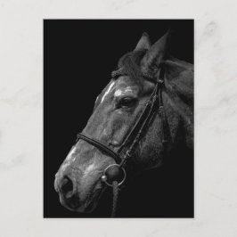 Horse Porträtt - vykort