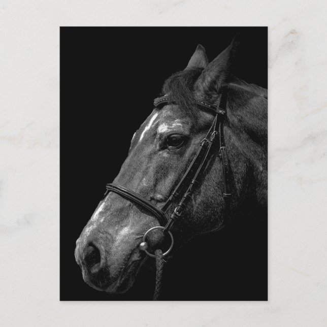 Horse Porträtt - vykort (Framsida)