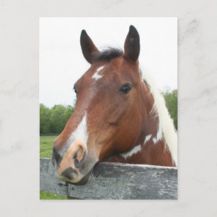 Horse Porträtt Vykort