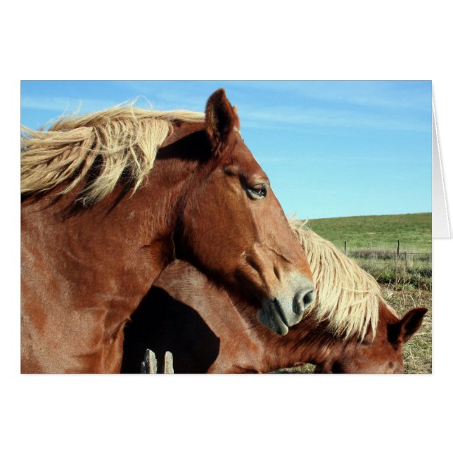 Horse Portriat Hälsningskort (Framsidan Horizontal)