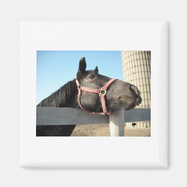 Horse/Ranch/Barn Magnet (Framsidan)