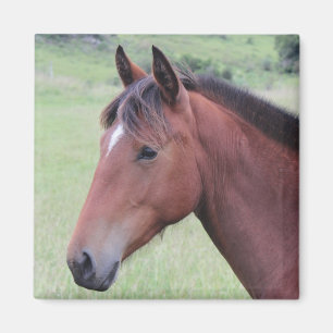 Horse Ranch Farm Land Pet Cute Animal Magnet