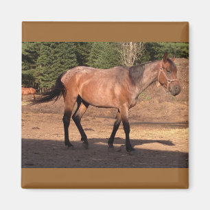 Horse Ranch Farm Land Pet Cute Animal Magnet