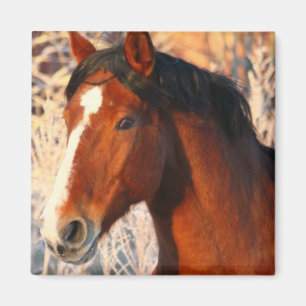 Horse Ranch Farm Land Pet Cute Animal Magnet