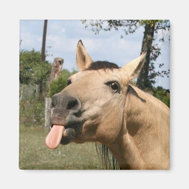 horse razzberry magnet (Framsidan)