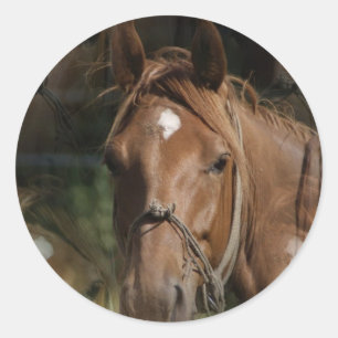 Horse Reds Stickers Runt Klistermärke