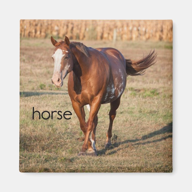 Horse Refrigerator Magnet (Framsidan)