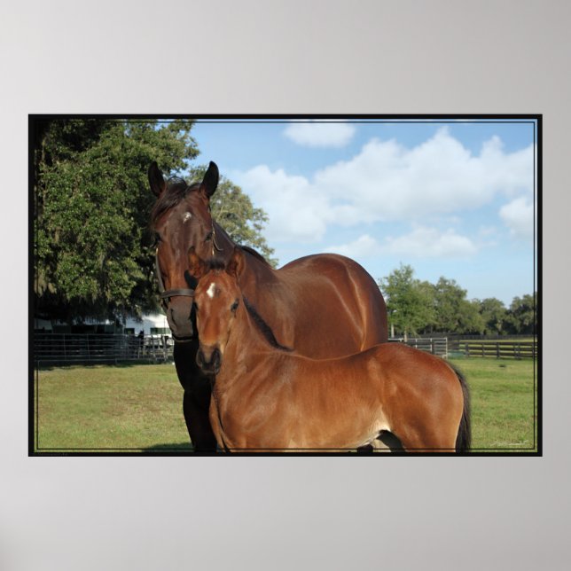 Horse Royale Poster -60 x 40 - klicka för mindre (Framsidan)
