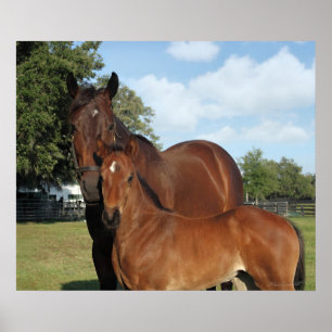 Horse Royale Print -24x20 -klicka för mindre Poster