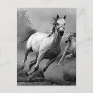 Horse Running Vykort