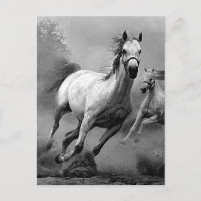 Horse Running Vykort (Framsida)