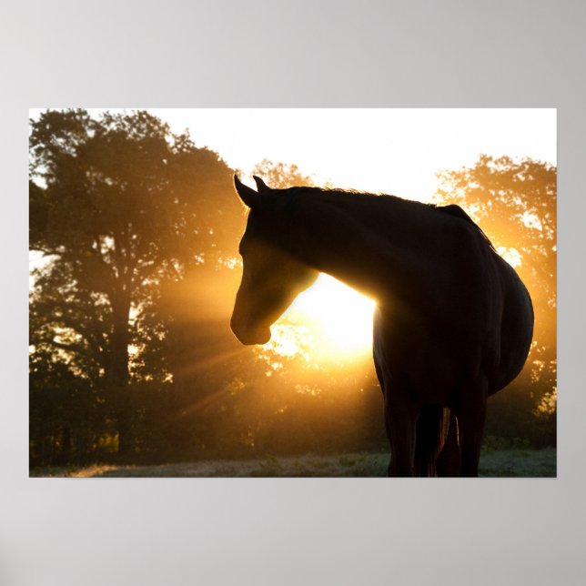 Horse silhouette mot sunburst poster (Framsidan)