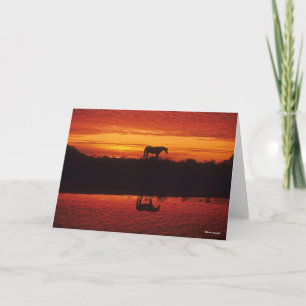 Horse Silhouette mot Sunset Himlar Kort