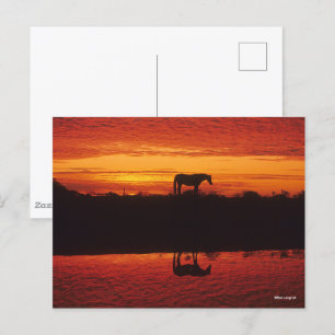 Horse Silhouette mot Sunset Himlar Vykort
