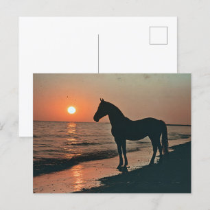 Horse Silhouette Sunset by Ocean Vykort