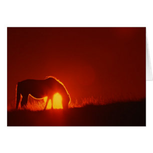 Horse Silhouette vid Sunset Hälsningskort