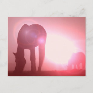 Horse Silhouette-vykort Vykort