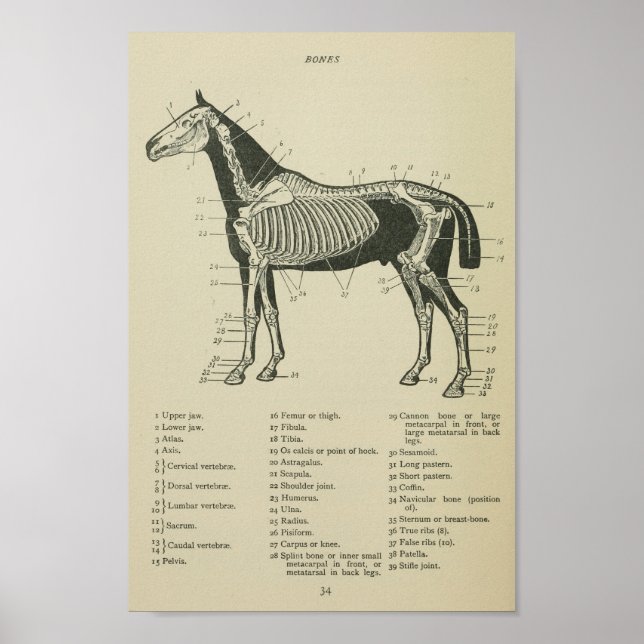 Horse Skeletal Anatomy Print Poster (Framsidan)