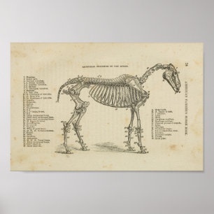 Horse Skeletal Anatomy Print Poster