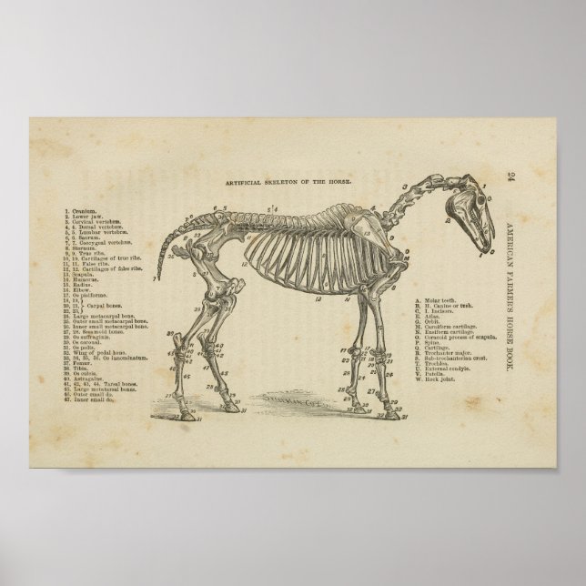 Horse Skeletal Anatomy Print Poster (Framsidan)