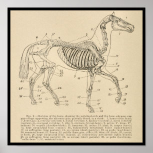 Horse Skeleton Anatomy Chart Poster